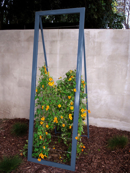 GIRUVI 「Grow on the Wall」Gracilius Graceful Bamboo Plant 2 Live Plants Bambusa Textilis